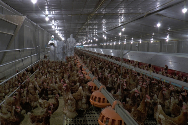 CPF เปิดฟาร์มไก่ไข่ Cage Free